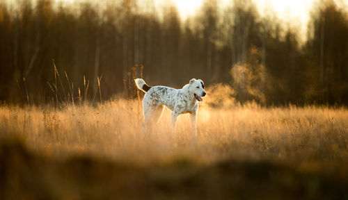 White dog on field