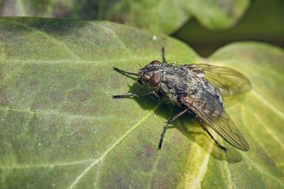 Close-up of insect