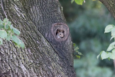 Close-up of squirrel on tree trunk