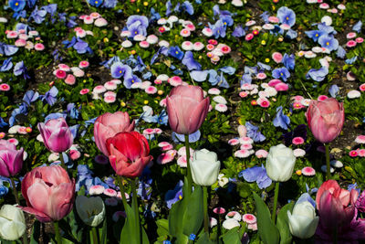 Close-up of pink tulip flowers in field