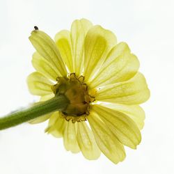 Close-up of yellow flower