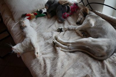 High angle view of a dog sleeping