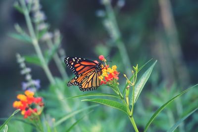 Close-up of butterfly pollinating on flower