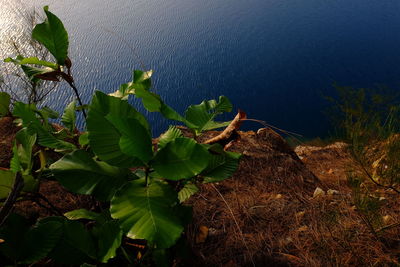 High angle view of plants in water