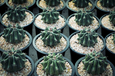 Full frame shot of succulent plants in market