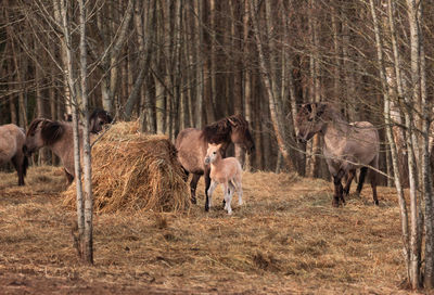 Spring's new wonder. captivating wild horse foal embarking on life's journey in northern europe