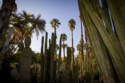 Low angle view of palm trees against sky