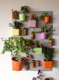 Potted plants hanging in kitchen