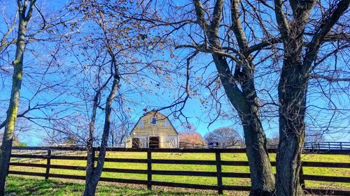 Bare trees on field against clear sky