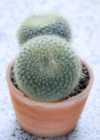 High angle view of succulent plant on table
