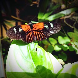 Close-up of butterfly on leaf