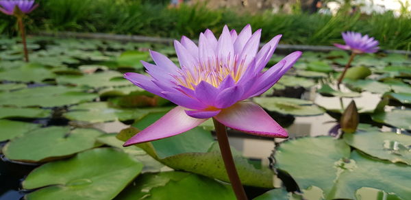 Close-up of lotus water lily in lake