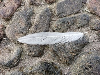 Close-up of feather on rock