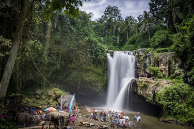 Scenic view of waterfall in forest