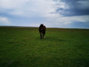 Horse in a field