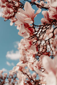 Low angle view of cherry blossom