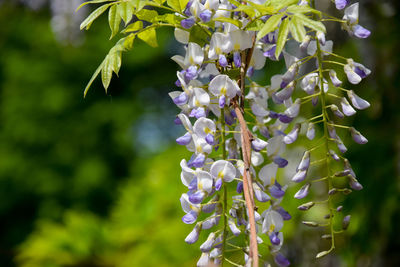 Close-up of purple flowering plant