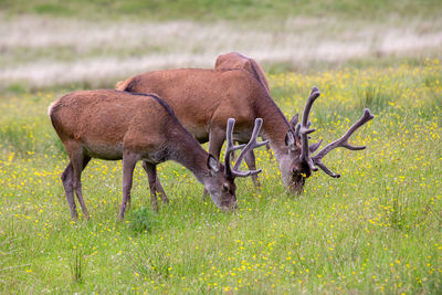 Deer in a field