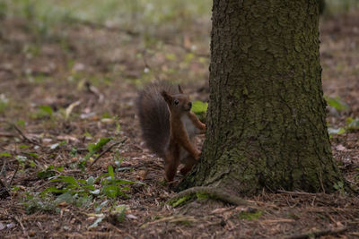 Squirrel on tree trunk