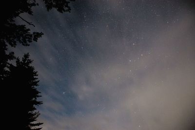 Low angle view of trees against sky at night
