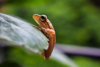 Close-up of frog on leaf