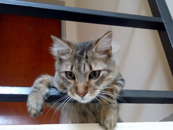 Close-up portrait of cat at home