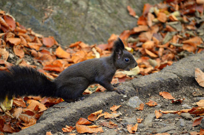 Close-up of squirrel on rock