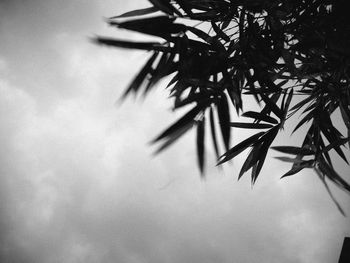 Low angle view of tree against the sky