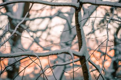 Close-up of bare tree during winter