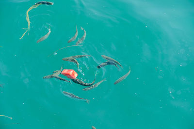 High angle view of fish swimming in sea