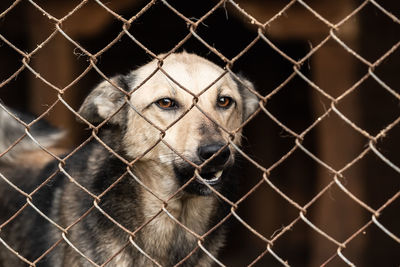 Portrait of chainlink fence in cage at zoo