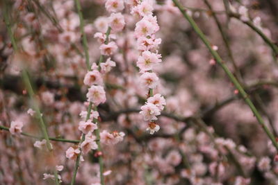 Close-up of flowers on branch