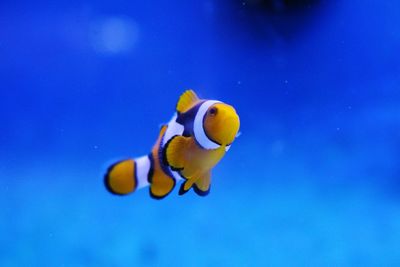 Close-up of clown fish swimming in aquarium