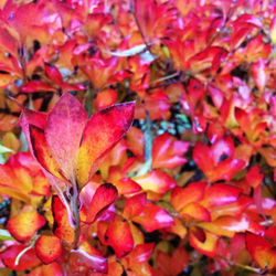 Full frame shot of red leaves