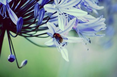 Close-up of insect on purple flower