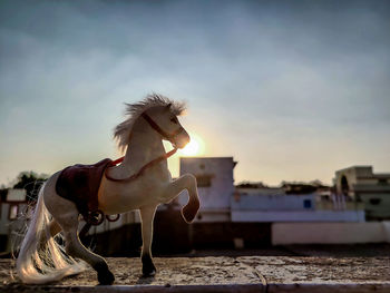 Horse against sky during sunset