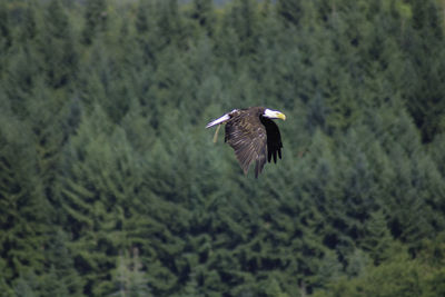 Bird flying over a land