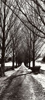 Treelined pathway along trees