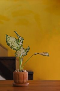 Close-up of potted plant on table