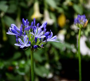 Close-up of purple flowers