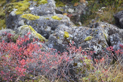 Close-up of flowering plants on rocks