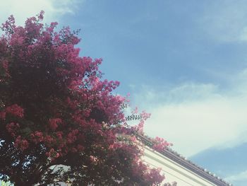 Low angle view of pink flowers