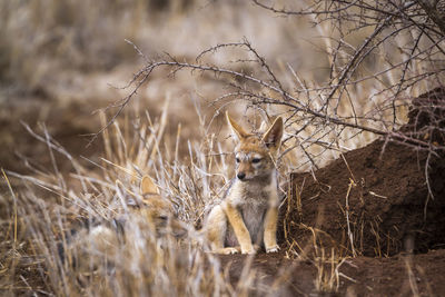 Foxes sitting on land