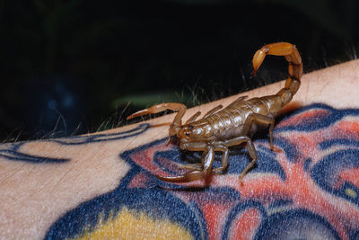 Close-up of scorpion