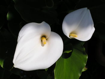 Close-up of white daisy flower
