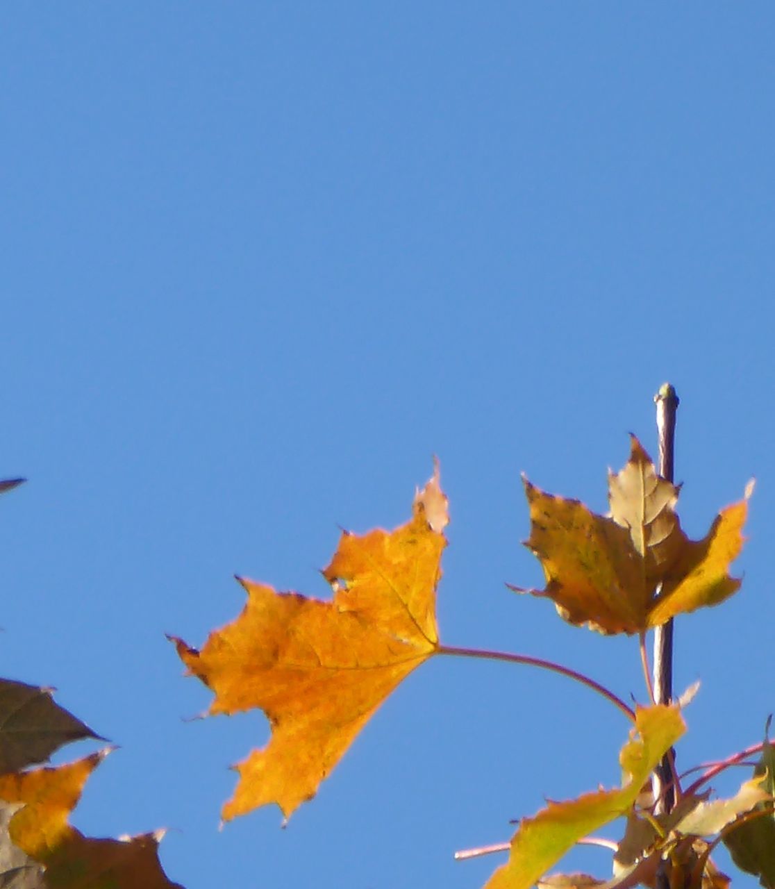 CLOSE-UP OF MAPLE LEAVES AGAINST CLEAR BLUE SKY