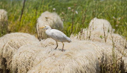 Bird perching on a field