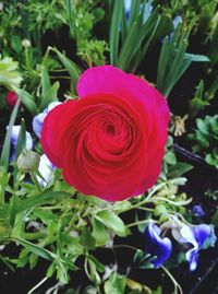 Close-up of red rose