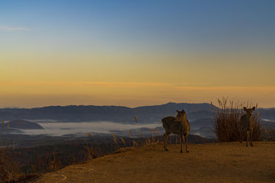 View of a horse on field during sunset