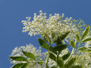 Low angle view of flowering plant against clear blue sky